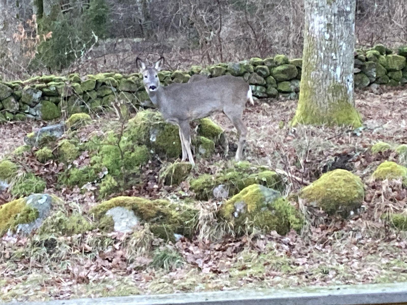 A deer (and another behind it) on a lawn with a stone formation.