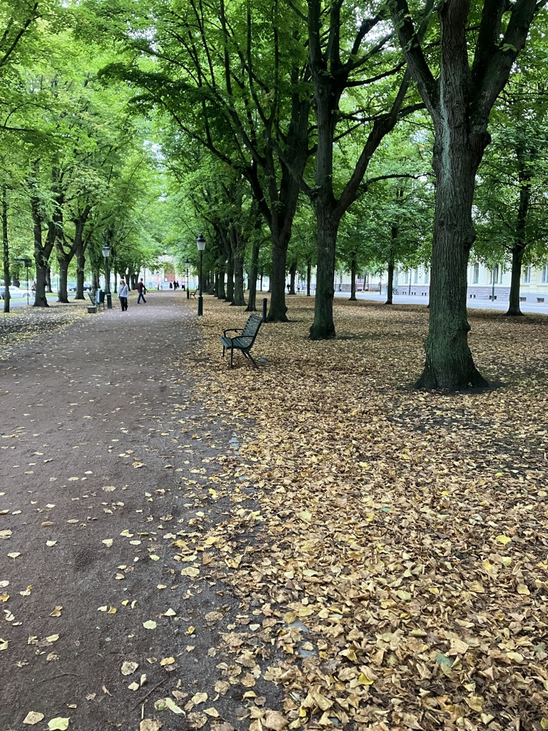Park path lined with trees, ground covered with leaves. A lonely green bench.